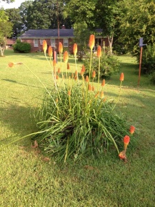 Mama's Red-hot Pokers