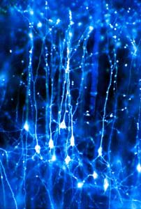 neuronal connections with blue light from Word clipart